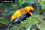 euplectes hordeaceus black winged red bishop euplectes hordeaceus black winged red bishop