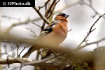 fringilla coelebs common chaffinch fringilla coelebs common chaffinch