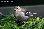 fringilla coelebs common chaffinch fringilla coelebs common chaffinch
