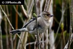 fringilla coelebs common chaffinch fringilla coelebs common chaffinch