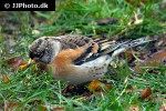 fringilla montifringilla brambling fringilla montifringilla brambling