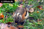 fringilla montifringilla brambling fringilla montifringilla brambling