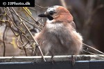 garrulus glandarius eurasian jay garrulus glandarius eurasian jay