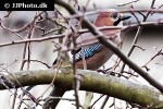 garrulus glandarius eurasian jay garrulus glandarius eurasian jay