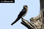 hirundo rustica barn swallow hirundo rustica barn swallow