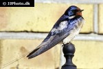 hirundo rustica barn swallow hirundo rustica barn swallow