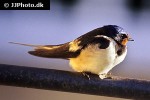 hirundo rustica barn swallow hirundo rustica barn swallow