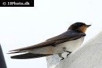 hirundo tahitica pacific swallow hirundo tahitica pacific swallow