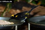 icterus cayanensis chrysocephalus moriche oriole icterus cayanensis chrysocephalus moriche oriole