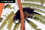 icterus cayanensis chrysocephalus moriche oriole icterus cayanensis chrysocephalus moriche oriole