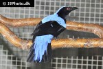 irena puella asian fairy bluebird irena puella asian fairy bluebird