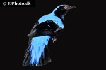 irena puella asian fairy bluebird irena puella asian fairy bluebird