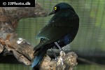 lamprotornis chalybaeus greater blue eared starling lamprotornis chalybaeus greater blue eared starling