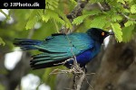 lamprotornis chalybaeus greater blue eared starling lamprotornis chalybaeus greater blue eared starling