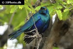 lamprotornis chalybaeus greater blue eared starling lamprotornis chalybaeus greater blue eared starling
