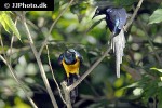lamprotornis regius gold breasted starling lamprotornis regius gold breasted starling