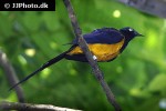 lamprotornis regius gold breasted starling lamprotornis regius gold breasted starling