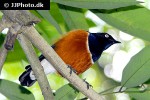 lamprotornis superbus superb starling lamprotornis superbus superb starling