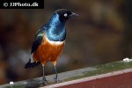 lamprotornis superbus superb starling lamprotornis superbus superb starling