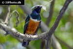 lamprotornis superbus superb starling lamprotornis superbus superb starling