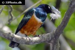 lamprotornis superbus superb starling lamprotornis superbus superb starling