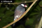 lonchura oryzivora java sparrow lonchura oryzivora java sparrow