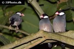 lonchura oryzivora java sparrow lonchura oryzivora java sparrow
