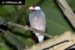 lonchura oryzivora java sparrow lonchura oryzivora java sparrow