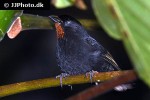 loxigilla noctis lesser antillean bullfinch loxigilla noctis lesser antillean bullfinch