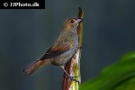loxigilla noctis lesser antillean bullfinch loxigilla noctis lesser antillean bullfinch