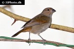 loxigilla noctis lesser antillean bullfinch loxigilla noctis lesser antillean bullfinch