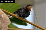loxigilla noctis lesser antillean bullfinch loxigilla noctis lesser antillean bullfinch
