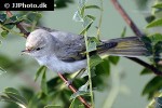 motacilla cinerea grey wagtail motacilla cinerea grey wagtail