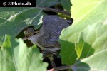motacilla cinerea grey wagtail motacilla cinerea grey wagtail