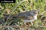 motacilla cinerea grey wagtail motacilla cinerea grey wagtail