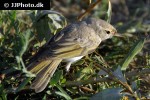 motacilla cinerea grey wagtail motacilla cinerea grey wagtail