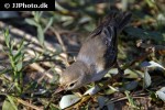 motacilla cinerea grey wagtail motacilla cinerea grey wagtail