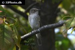 muscicapa striata spotted flycatcher muscicapa striata spotted flycatcher