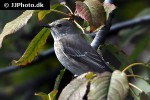 muscicapa striata spotted flycatcher muscicapa striata spotted flycatcher
