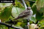 muscicapa striata spotted flycatcher muscicapa striata spotted flycatcher