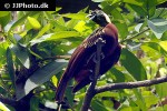 paradisaea minor lesser bird of paradise paradisaea minor lesser bird of paradise