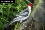 paroaria dominicana red cowled cardinal paroaria dominicana red cowled cardinal