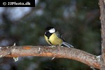 parus major great tit parus major great tit