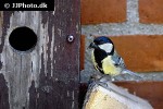 parus major great tit parus major great tit