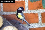 parus major great tit parus major great tit