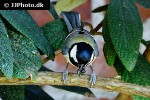 parus major great tit parus major great tit