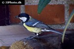 parus major great tit parus major great tit