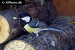 parus major great tit parus major great tit