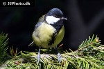 parus major great tit parus major great tit