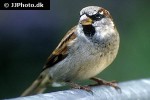 passer domesticus house sparrow passer domesticus house sparrow